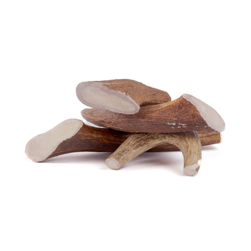 four giant moose tines in a pile on a white background