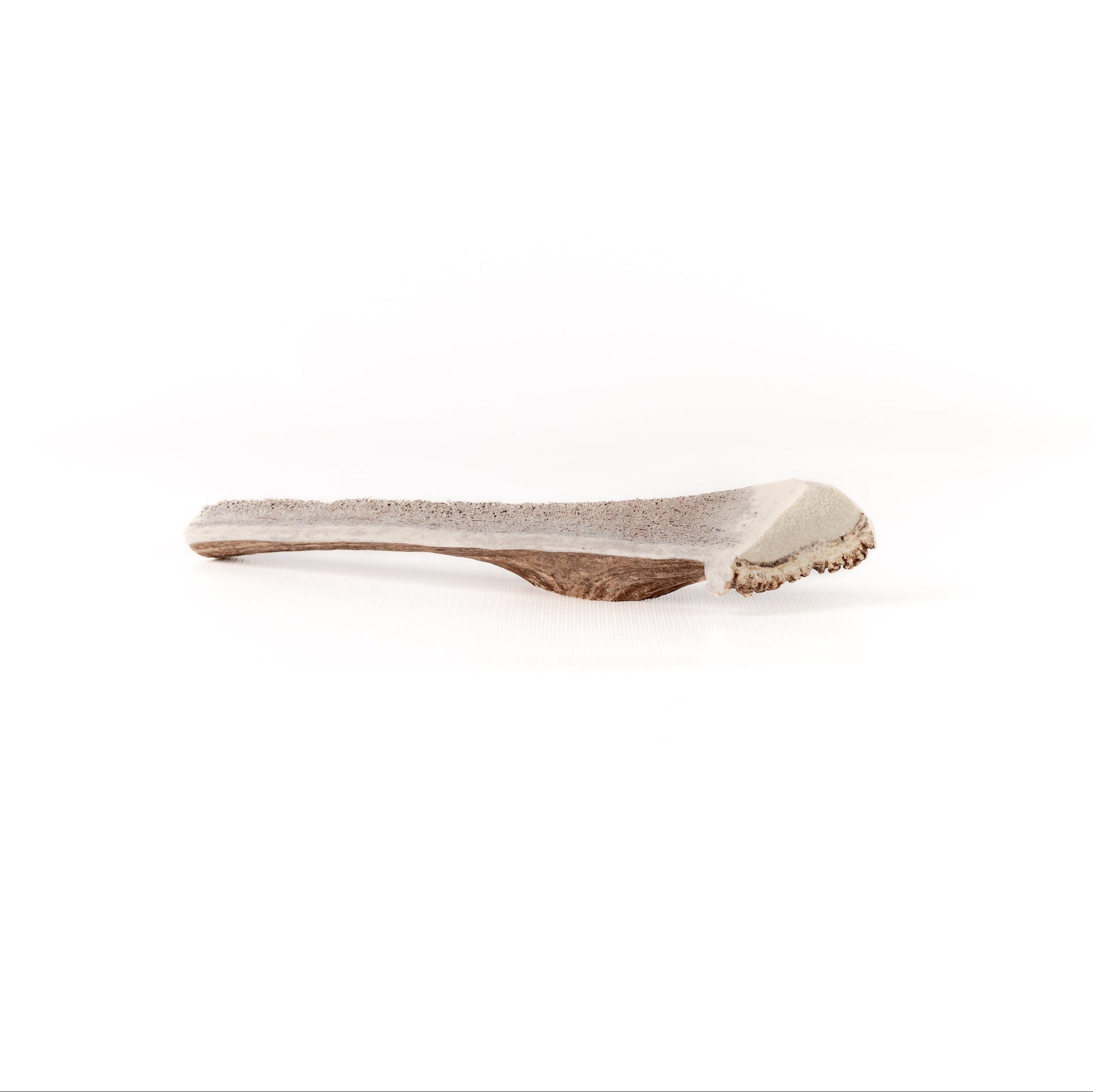 one large quarter split elk antler on a white background