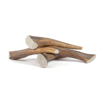 four extra large moose tines in a pile on a white background