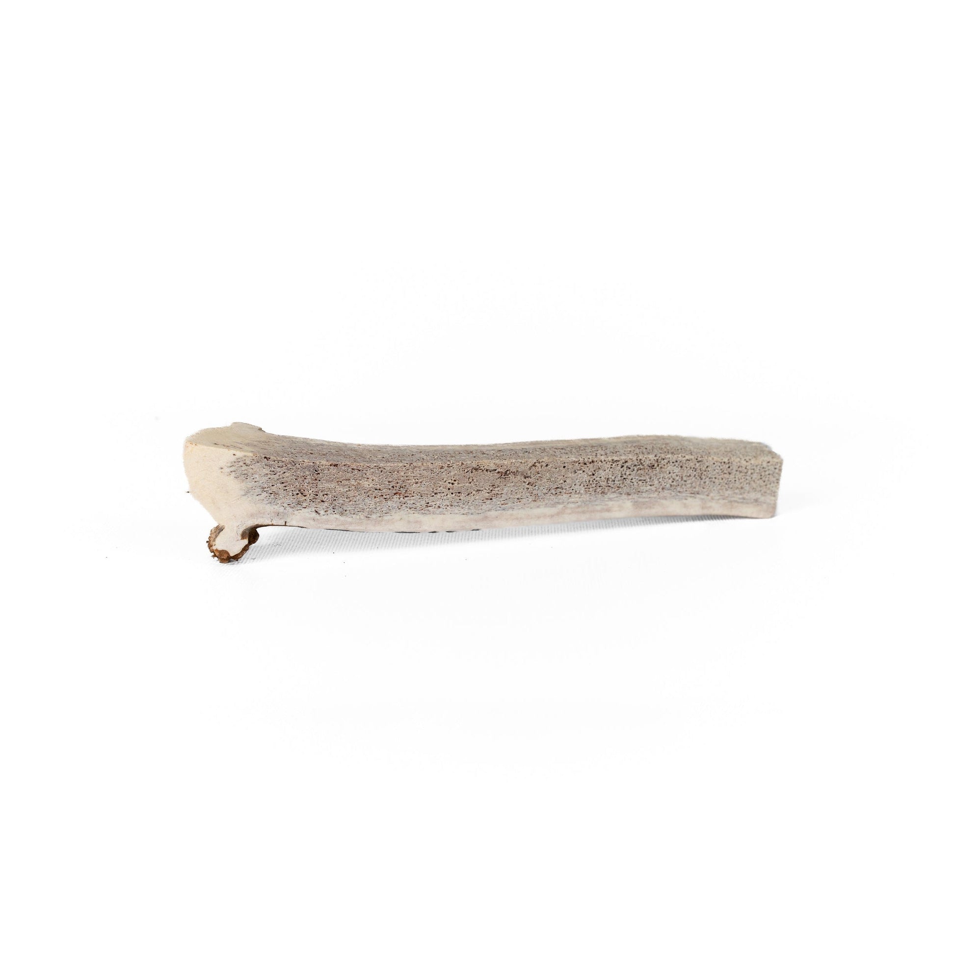 one extra large quarter split elk antler on a white background