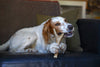 a red and white dog lies on a black chair chewing on a forked medium deer antler