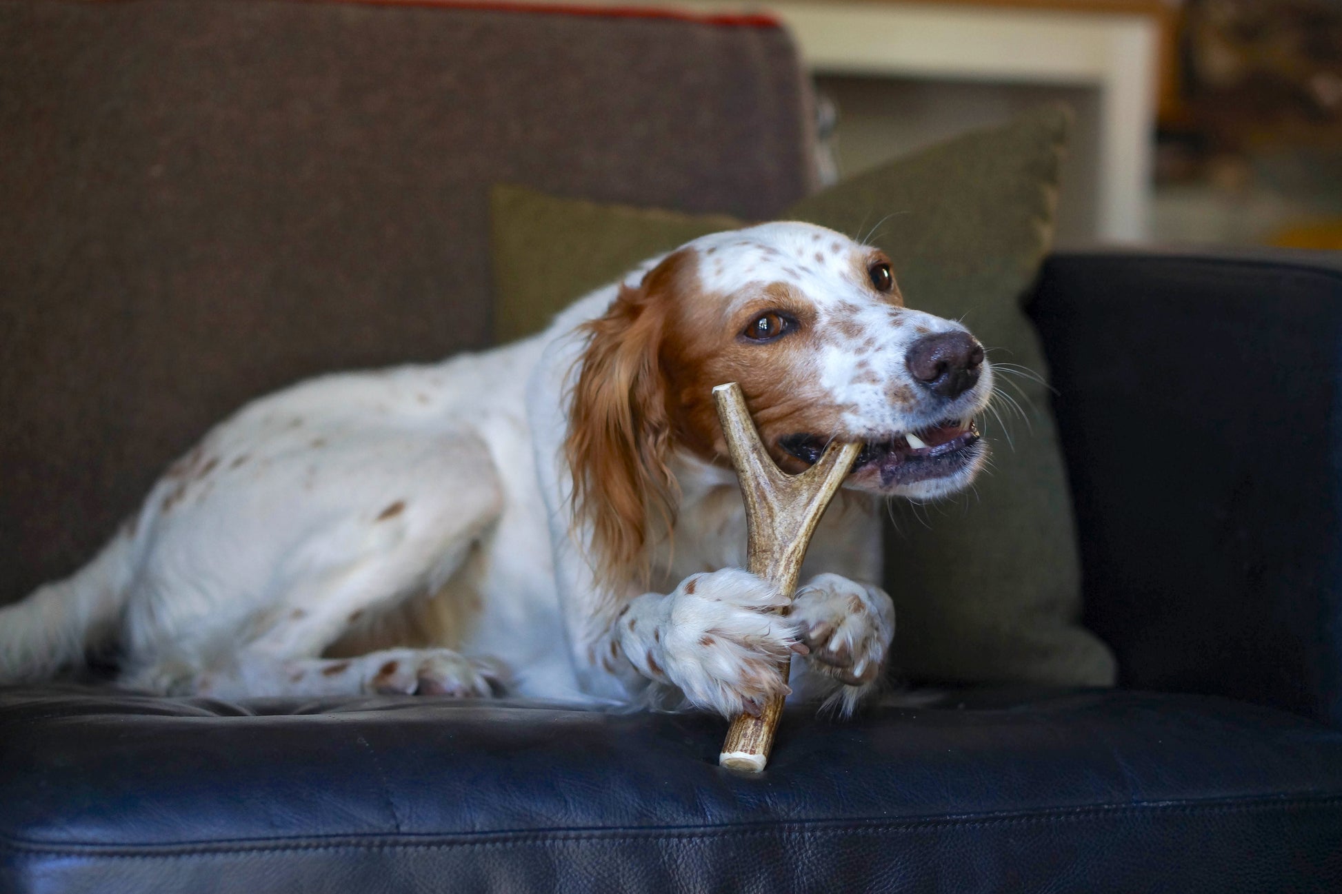 a red and white dog lies on a black chair chewing on a forked medium deer antler