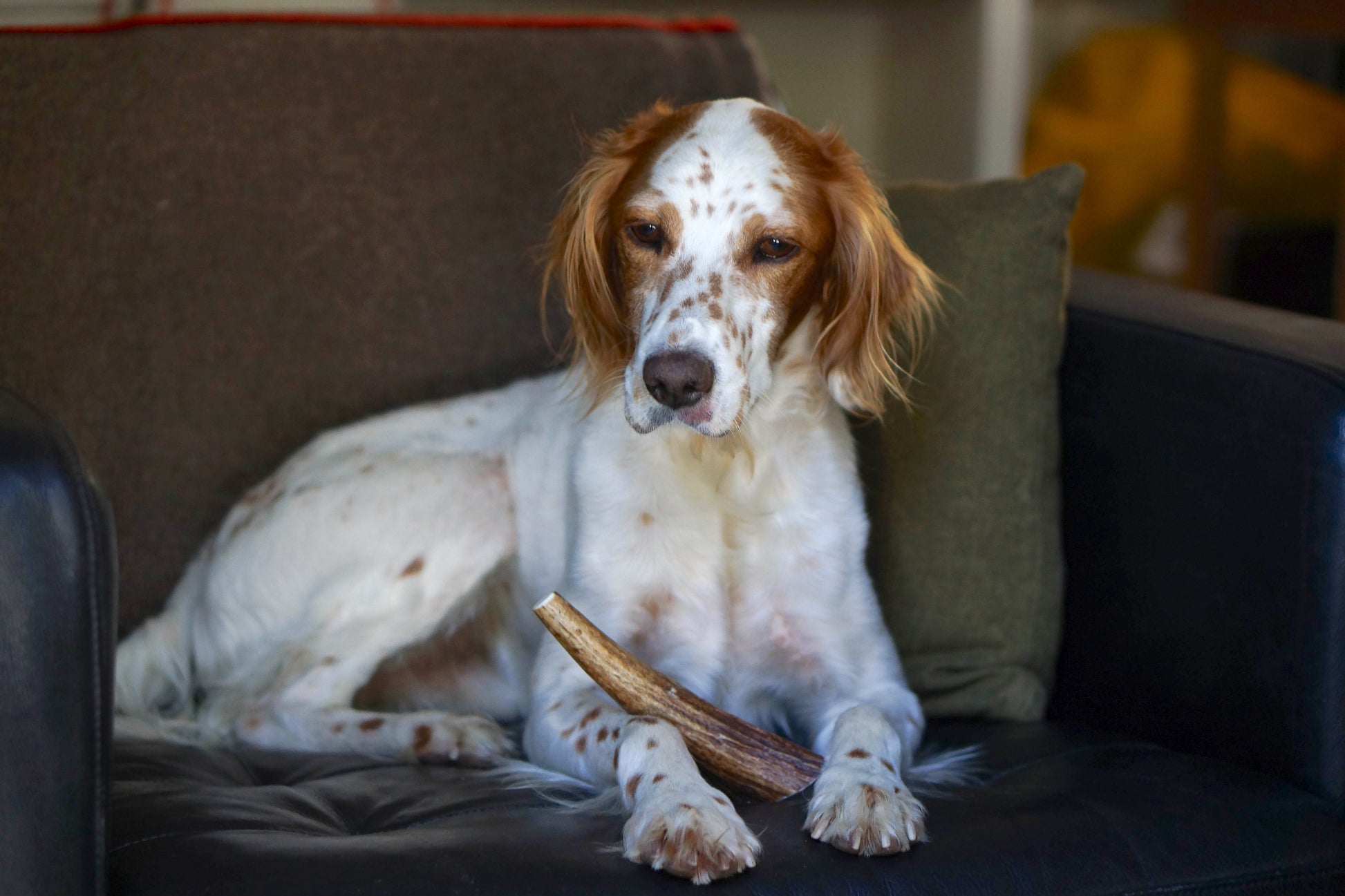a red and white dog lies on a black chair with a medium moose tine in between his paws