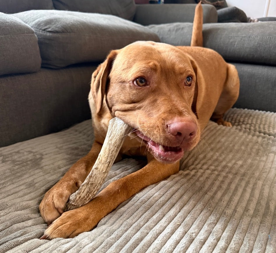 a red labrador lays on a grey bed chewing on a deer antler