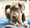a great dane lying on a blue dog bed chews on a giant whole elk antler chew