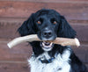 a black and white dog sits in front of a wood background holding a deer antler chew in his mouth