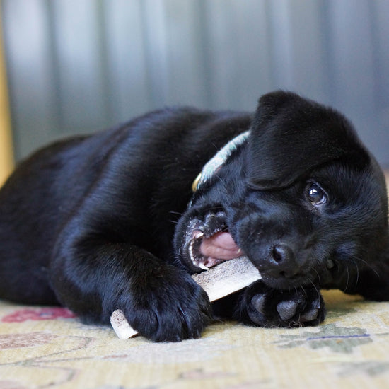 a young black lab puppy chewing on a split antler chew 