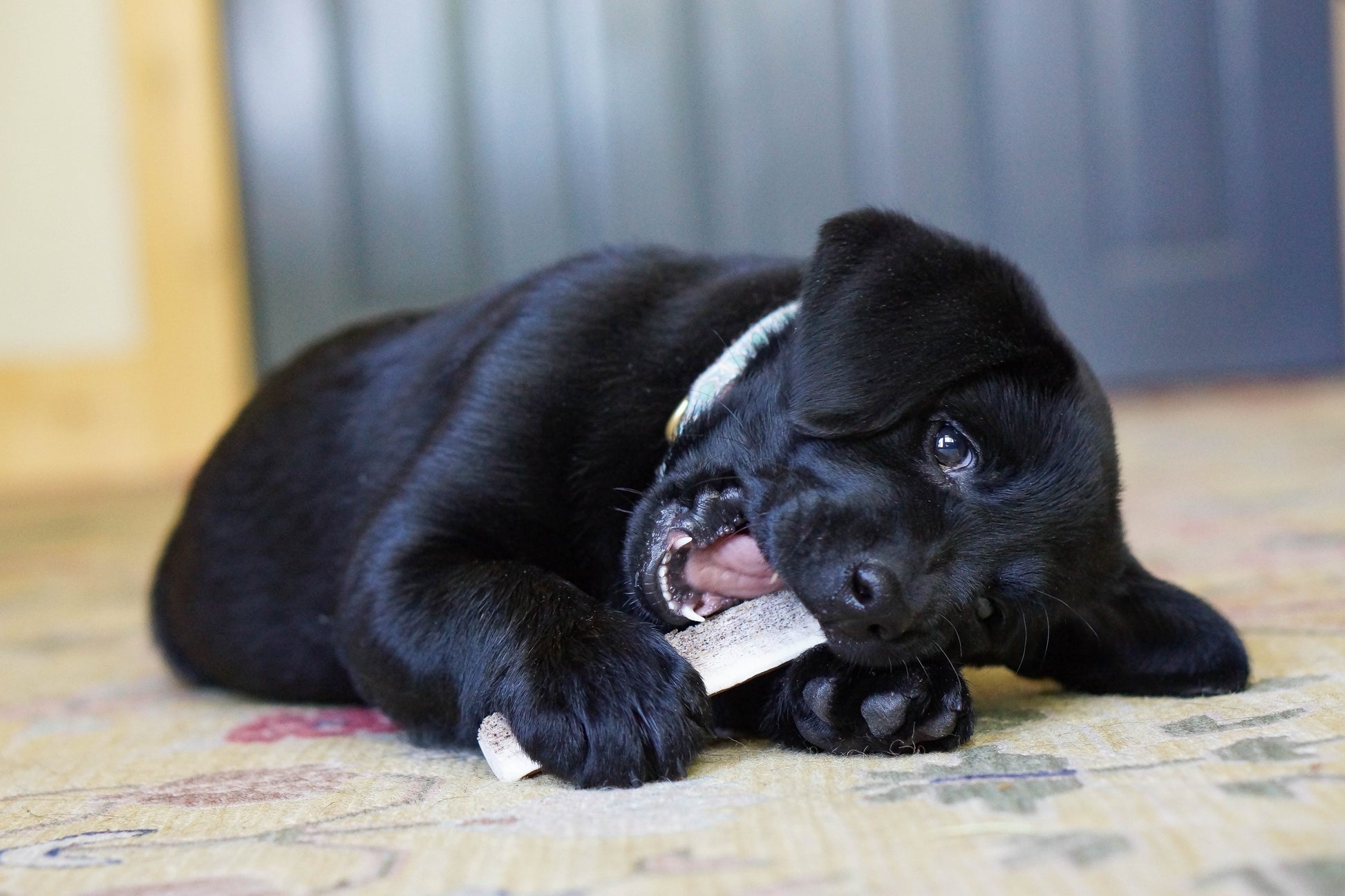 a young black lab puppy chewing on a split antler chew 
