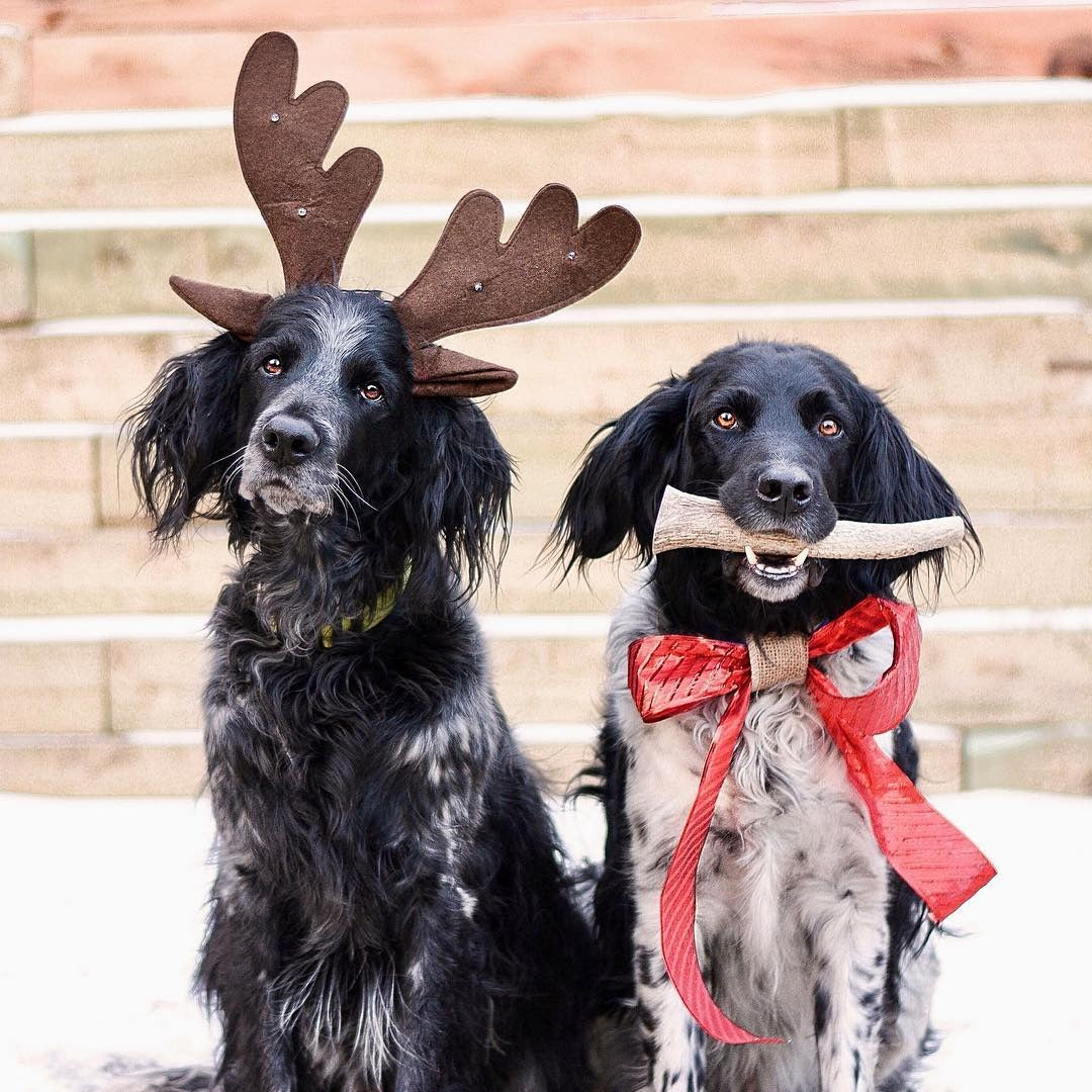 two shaggy black and white dogs, one with reindeer antlers on and one with a red bow and antler in its mouth