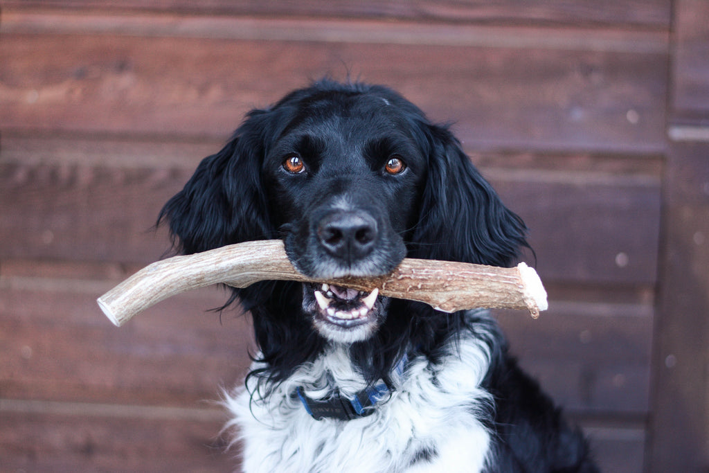 Big dog best sale antler chews