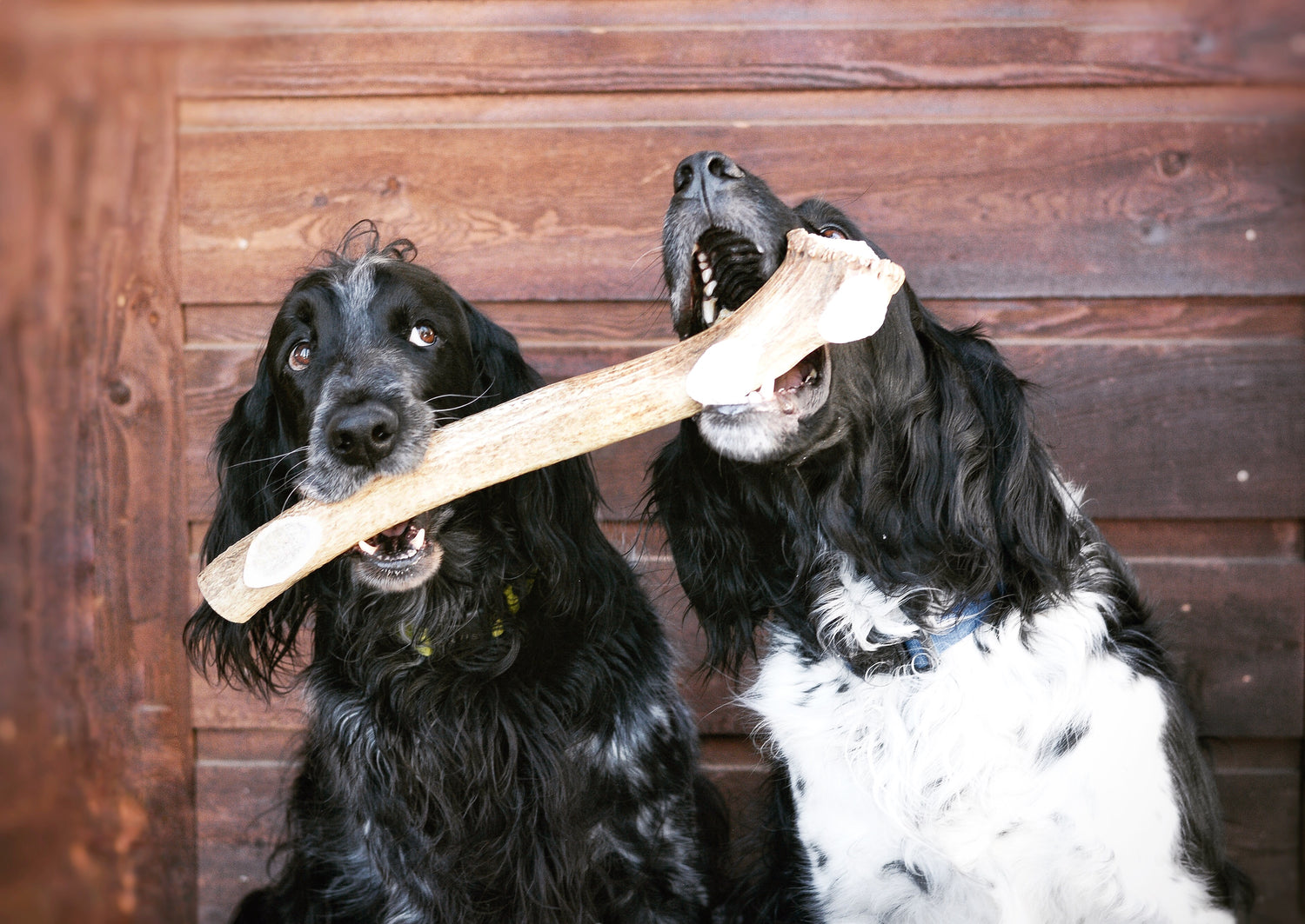 Two large silky black and white dogs sharing The BEAST Elk Antler Dog Chew Bones for Very Large Dogs from Ridgerunner