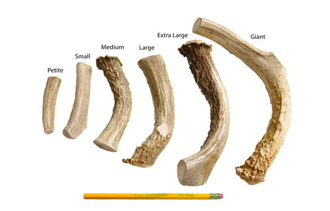 Deer bones for store dogs